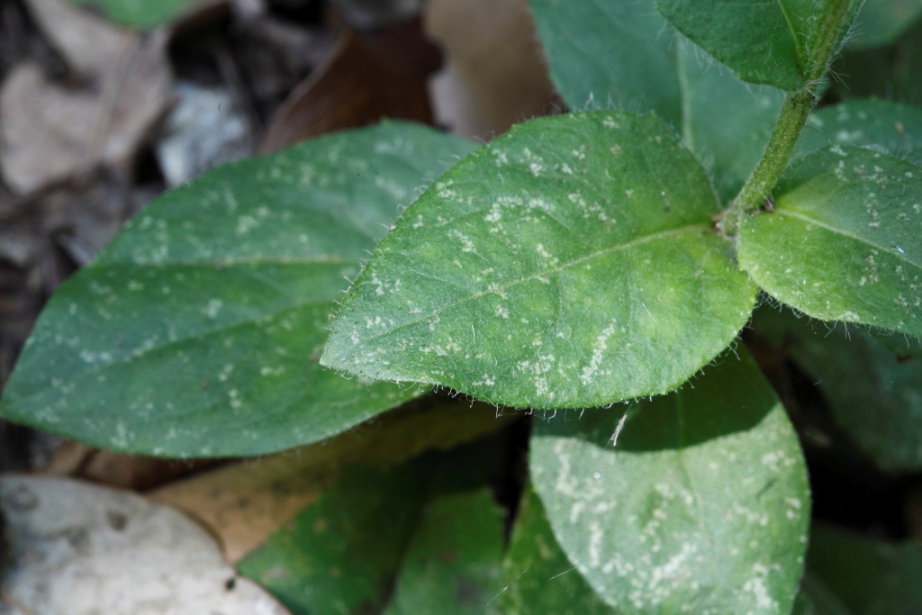 Asteracea da  determinare - Hieracium sp.