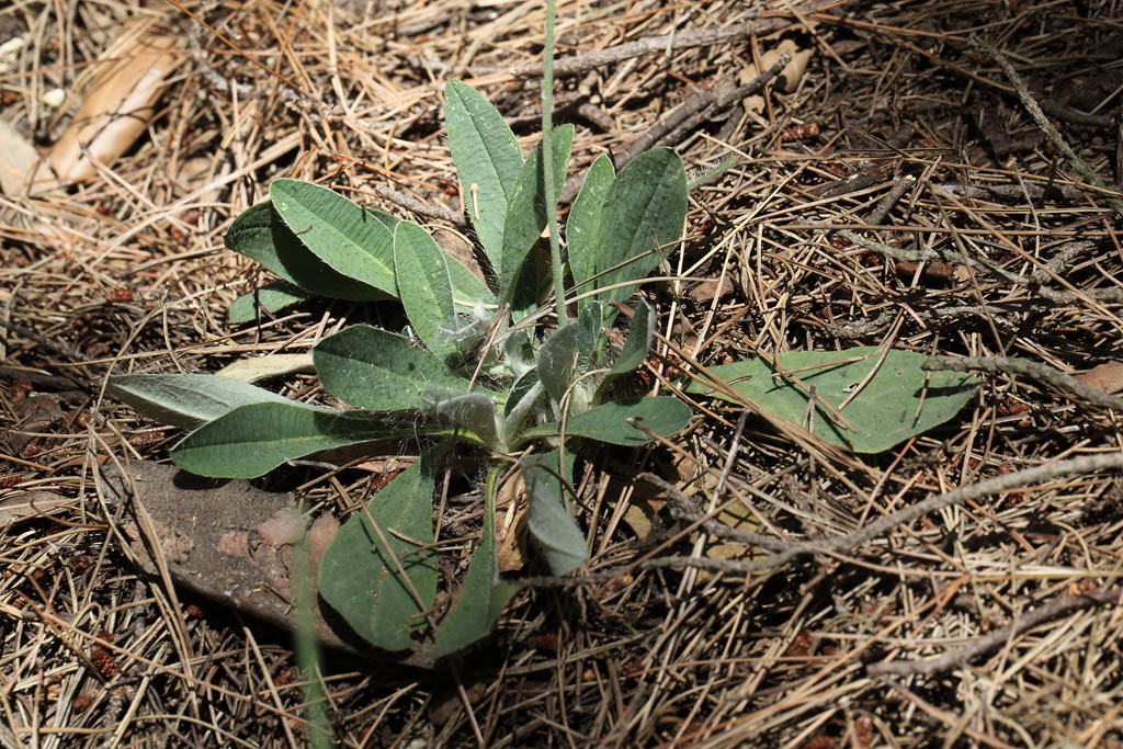 Hieracium pilosella (=Pilosella officinarum)