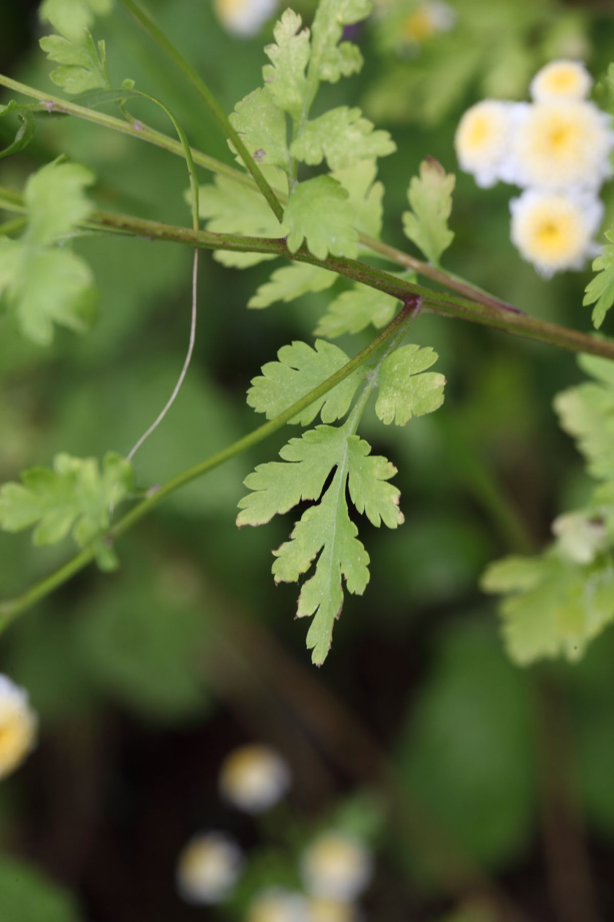 Tanacetum parthenium / Erba amara vera