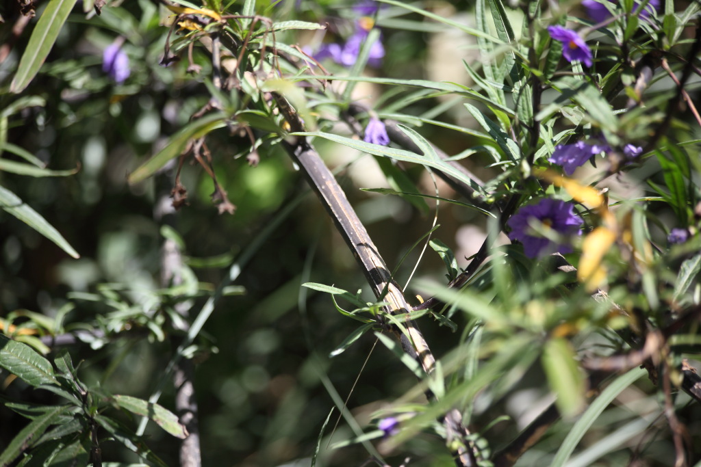 Solanum sp.