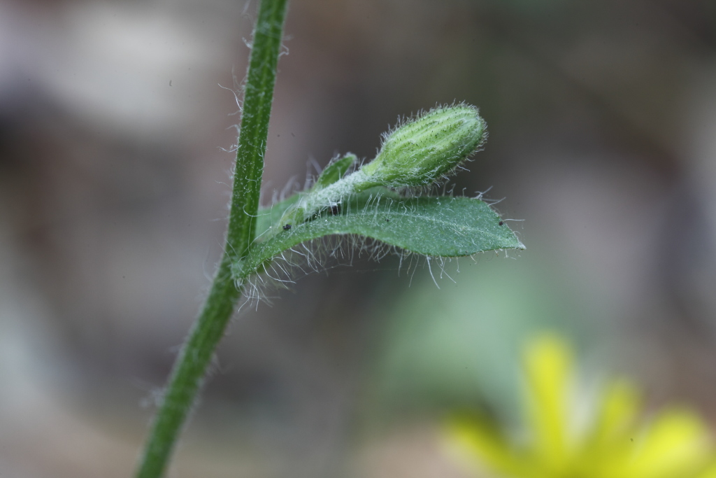 Asteracea da  determinare - Hieracium sp.