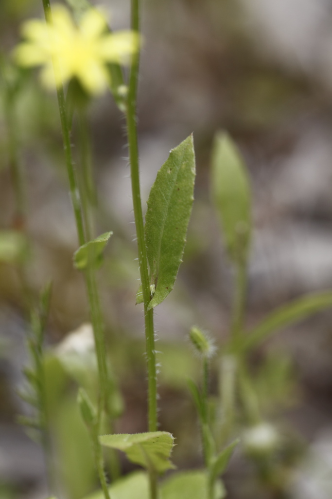 Urospermum picroides / Boccione minore