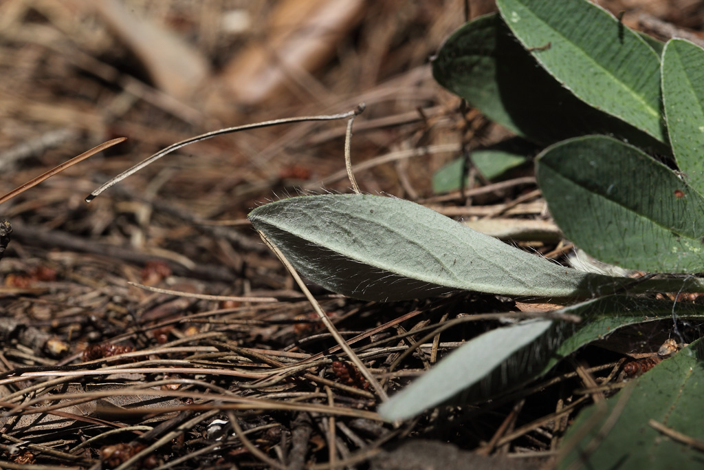 Hieracium pilosella (=Pilosella officinarum)