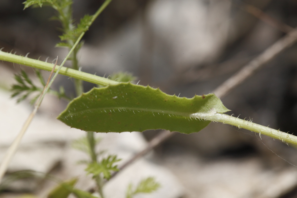 Urospermum picroides / Boccione minore