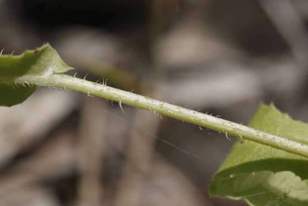 Urospermum picroides / Boccione minore