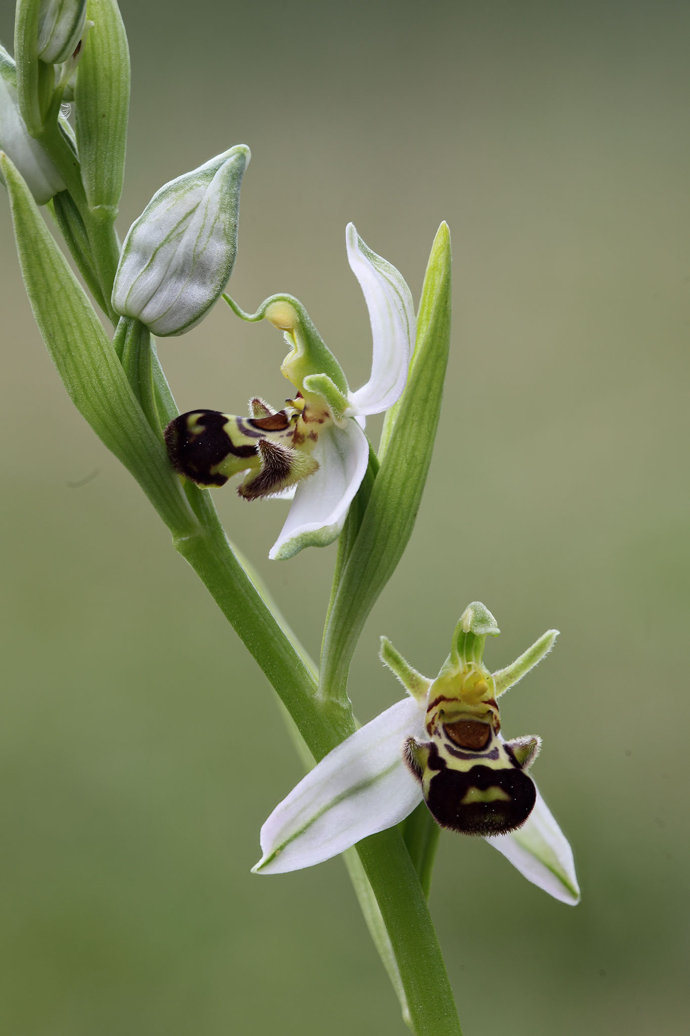 Ophrys apifera ..