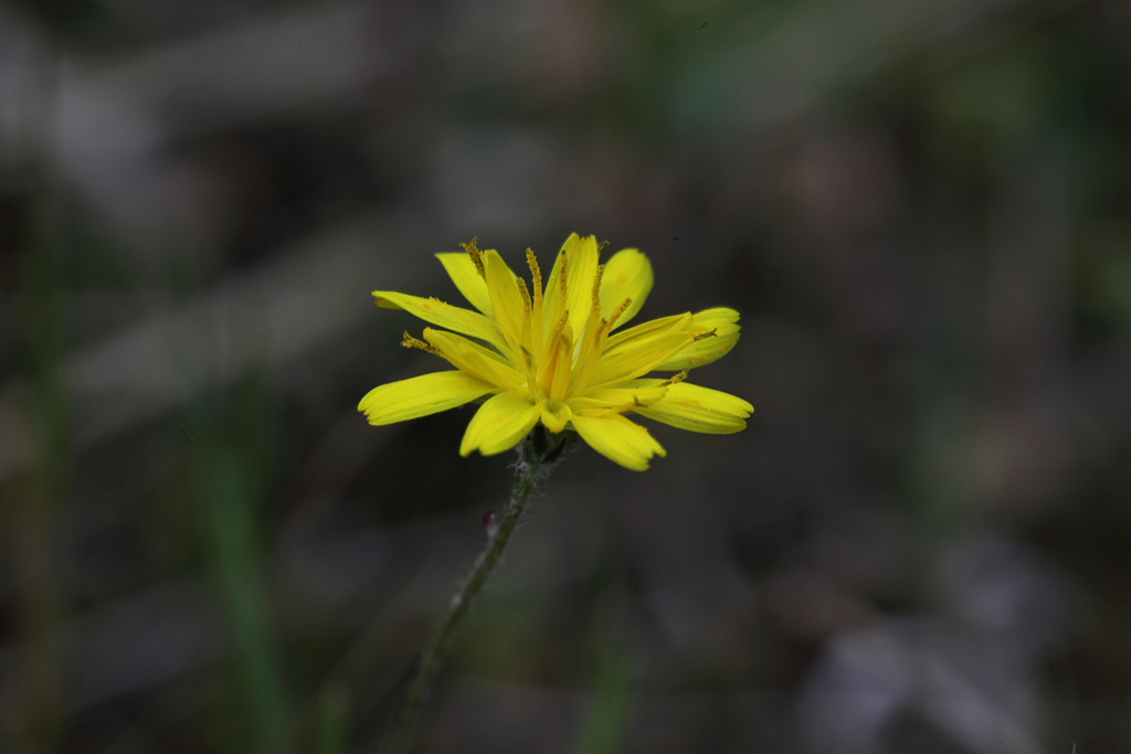 Crepis sancta