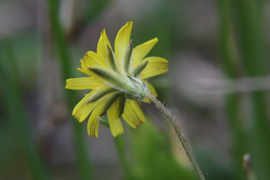 Crepis sancta