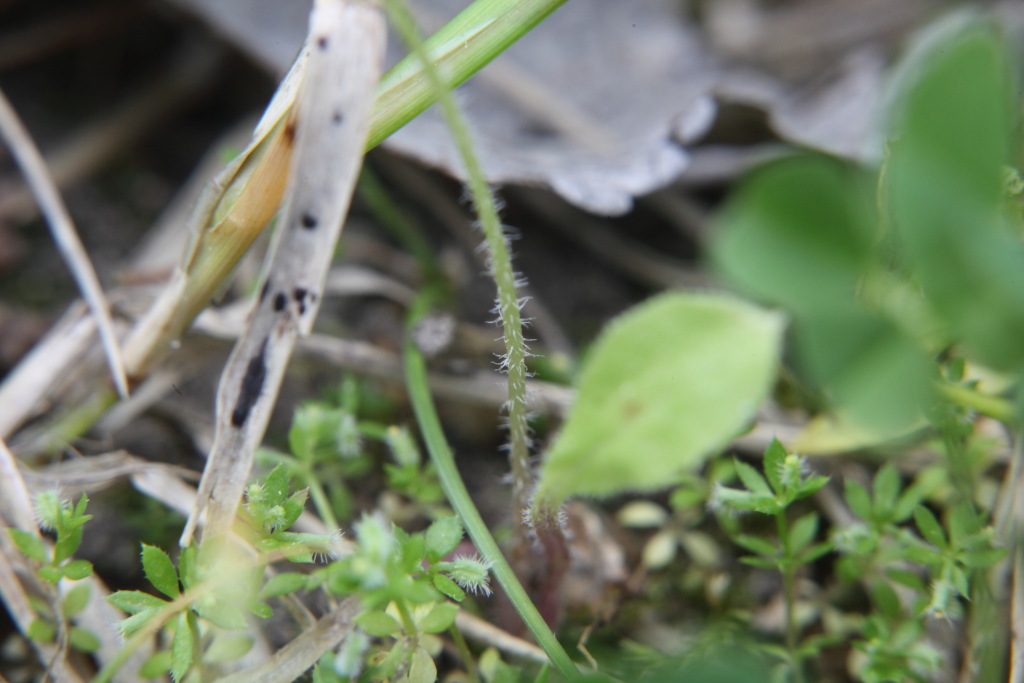 Crepis sancta