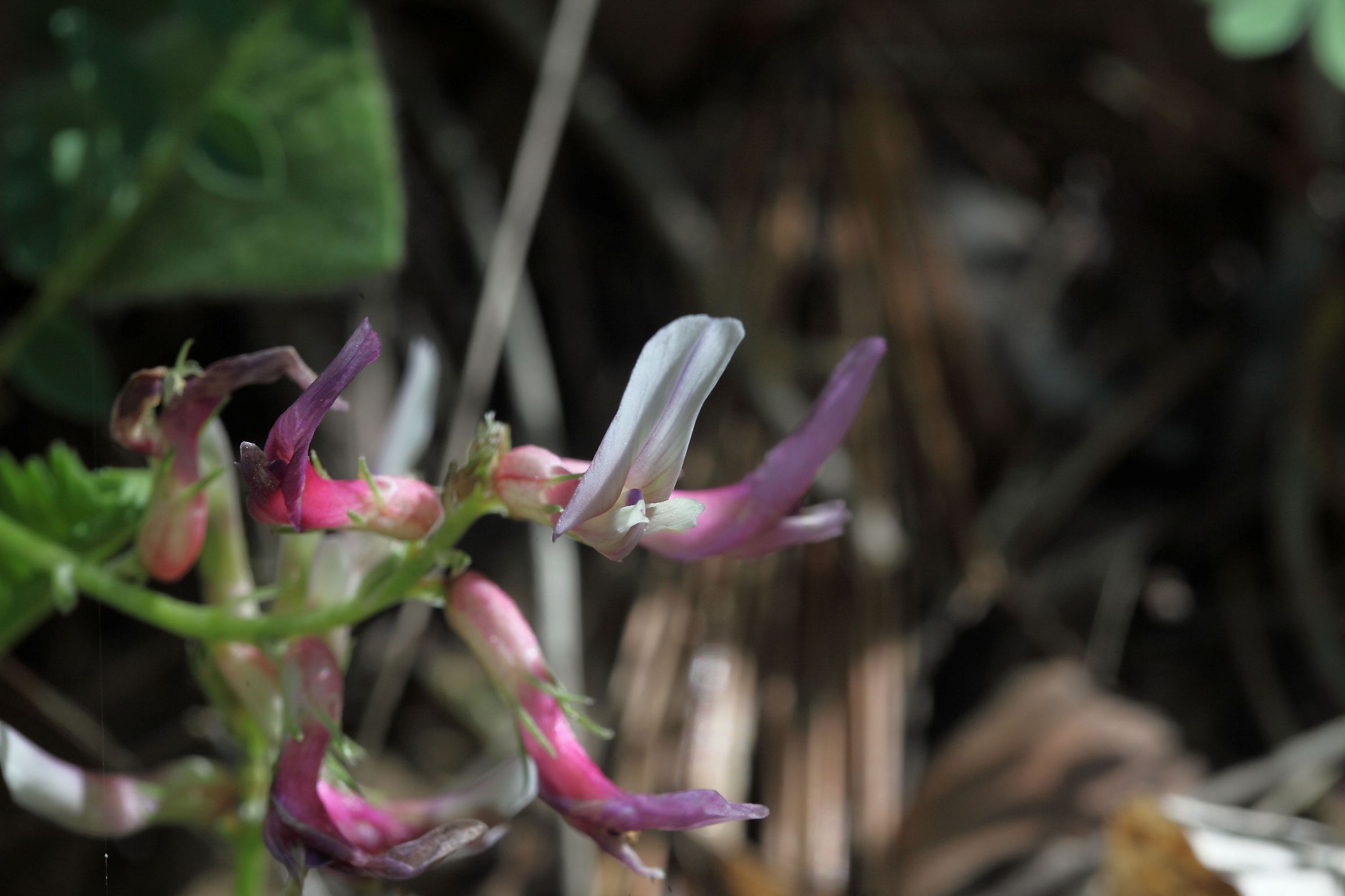 Astragalus monspessulanum (Fabaceae)