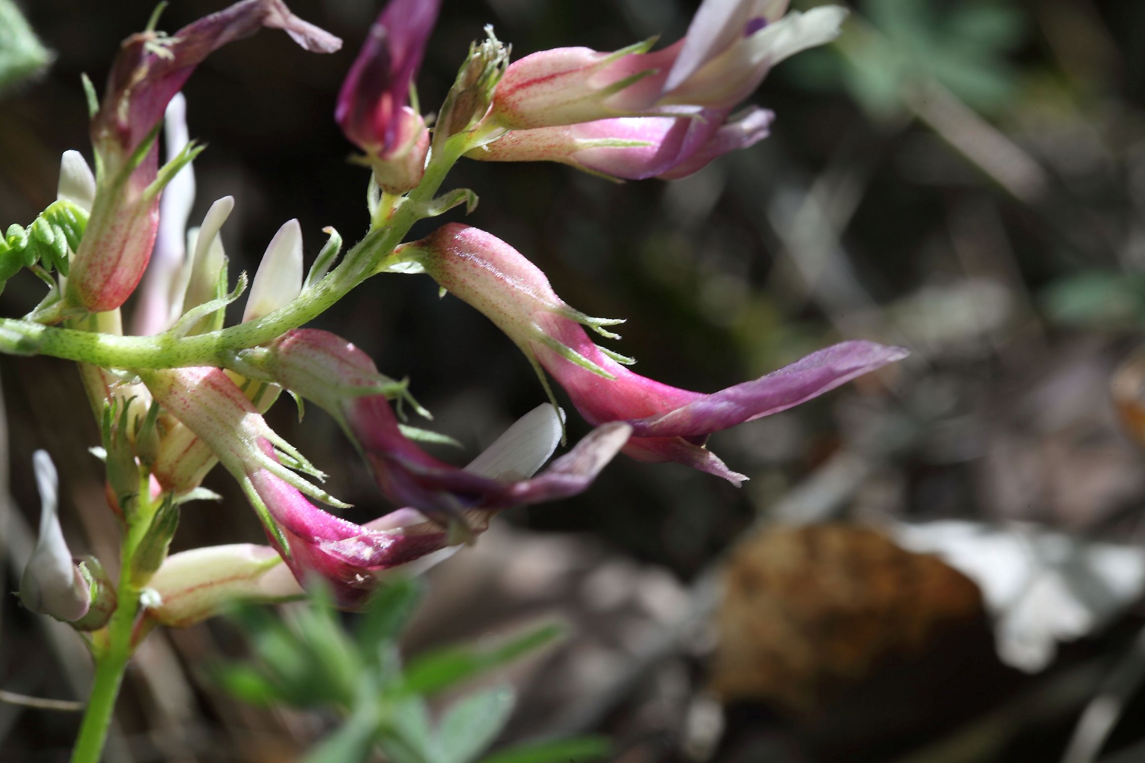 Astragalus monspessulanum (Fabaceae)