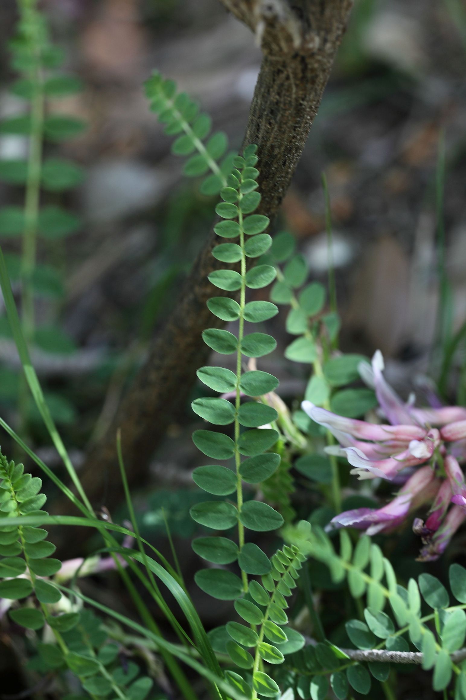 Astragalus monspessulanum (Fabaceae)