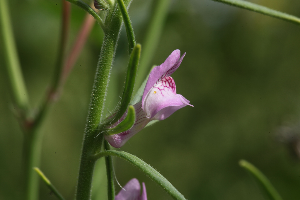 Misopates orontium