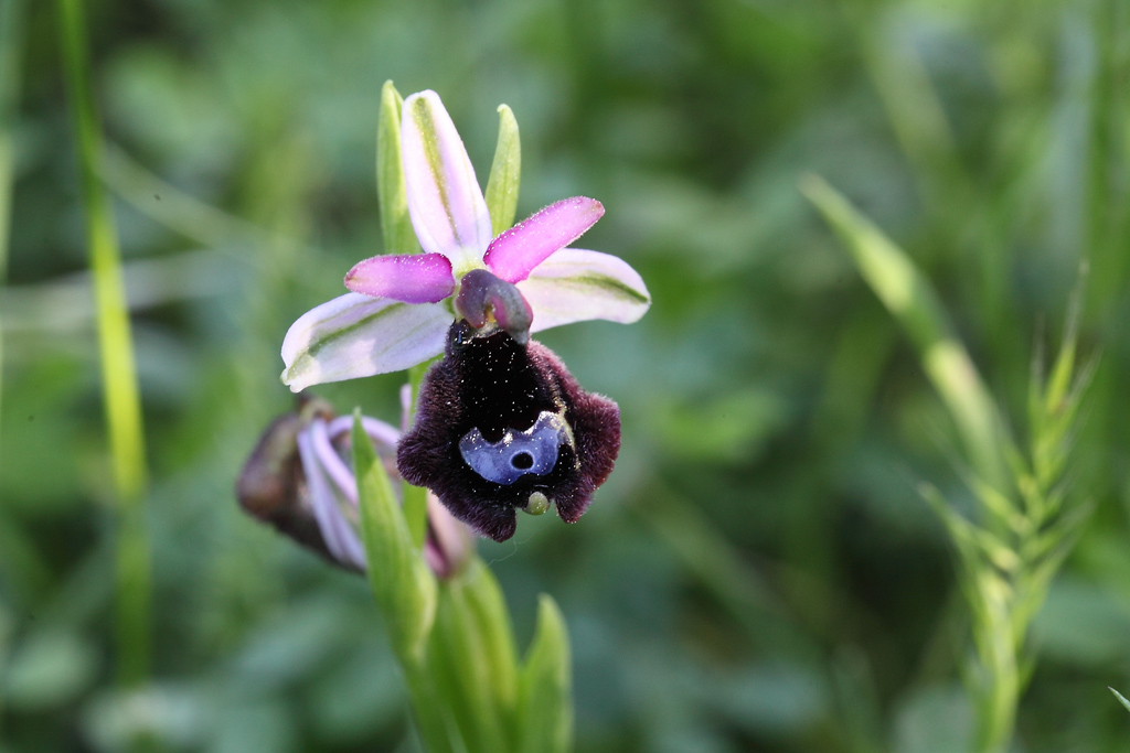 O. Bertolonii particolare