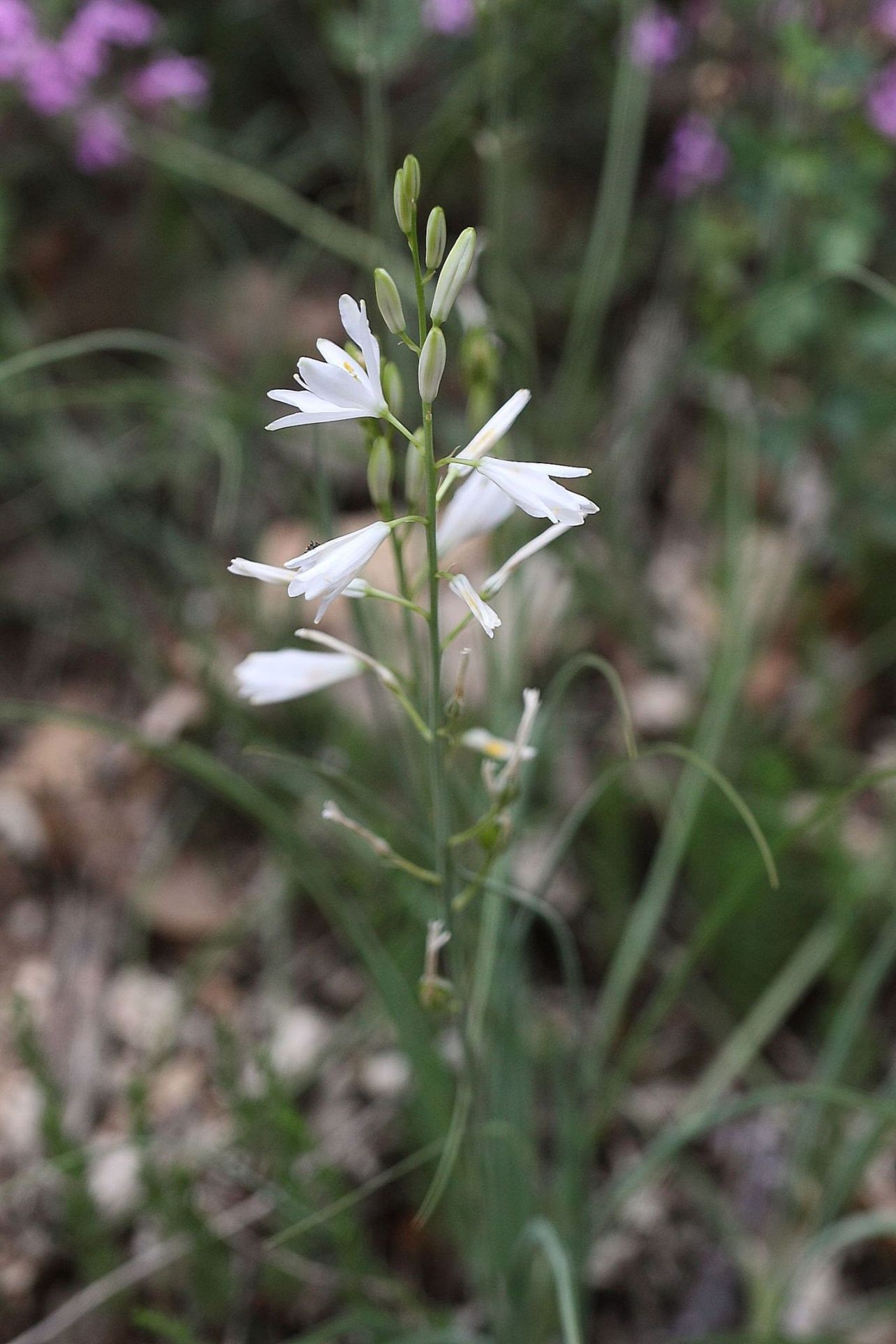 Anthericum liliago / Lilioasfodelo maggiore