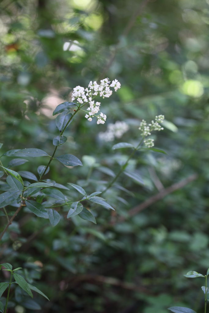 Ligustrum vulgare