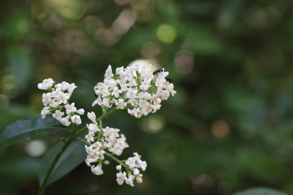 Ligustrum vulgare