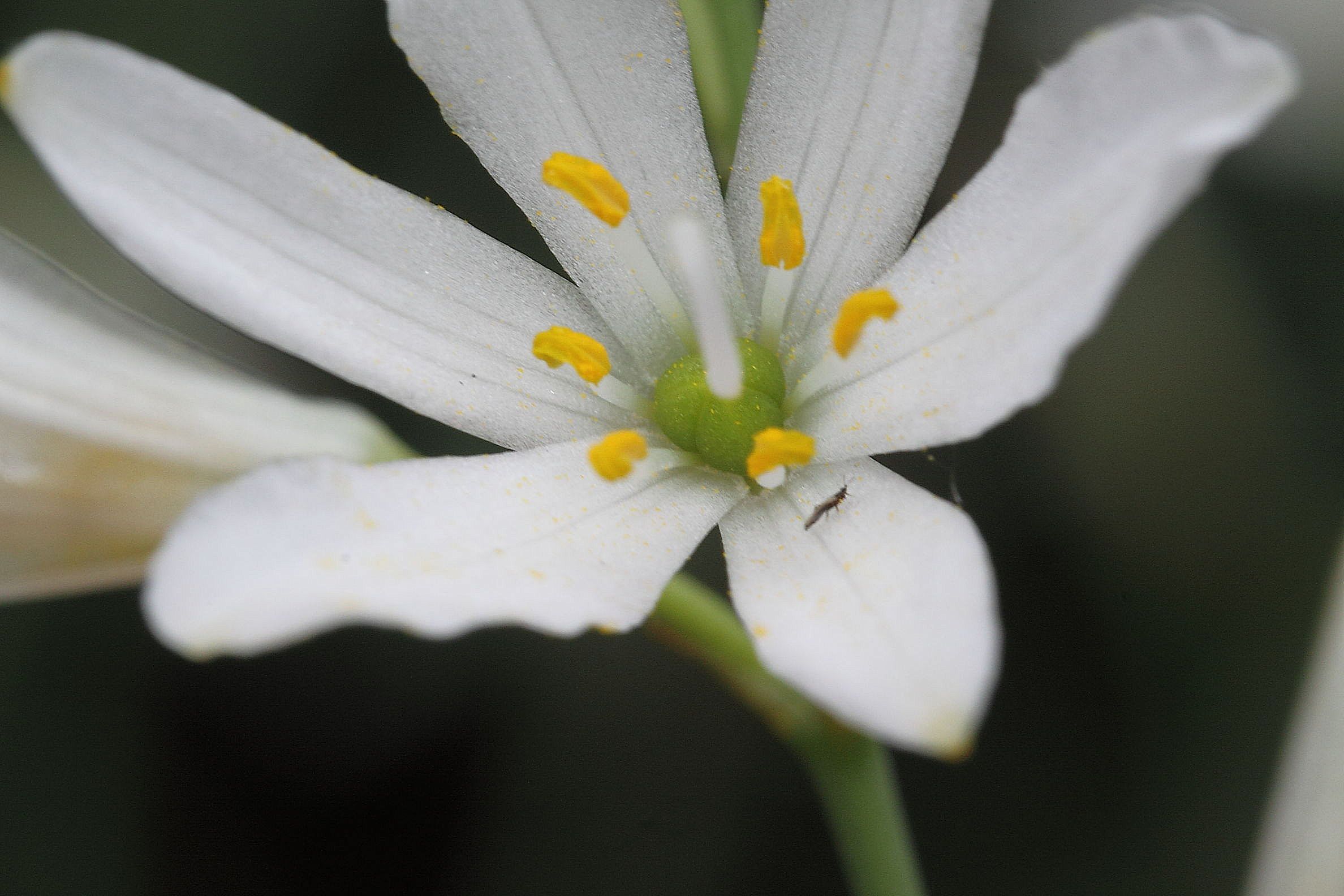 Anthericum liliago / Lilioasfodelo maggiore