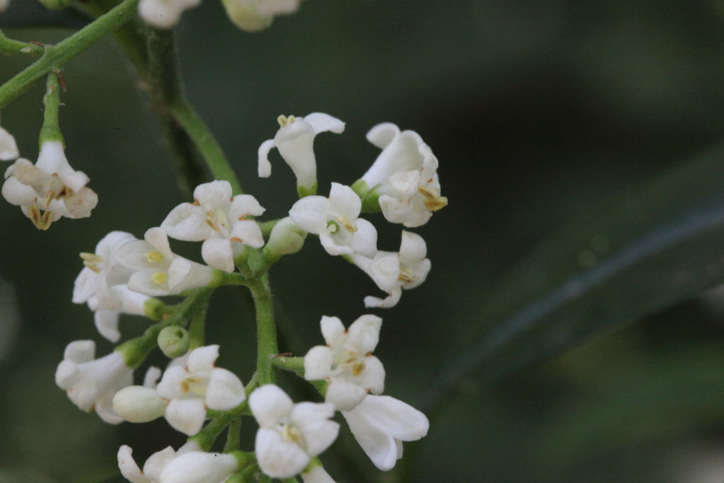 Ligustrum vulgare