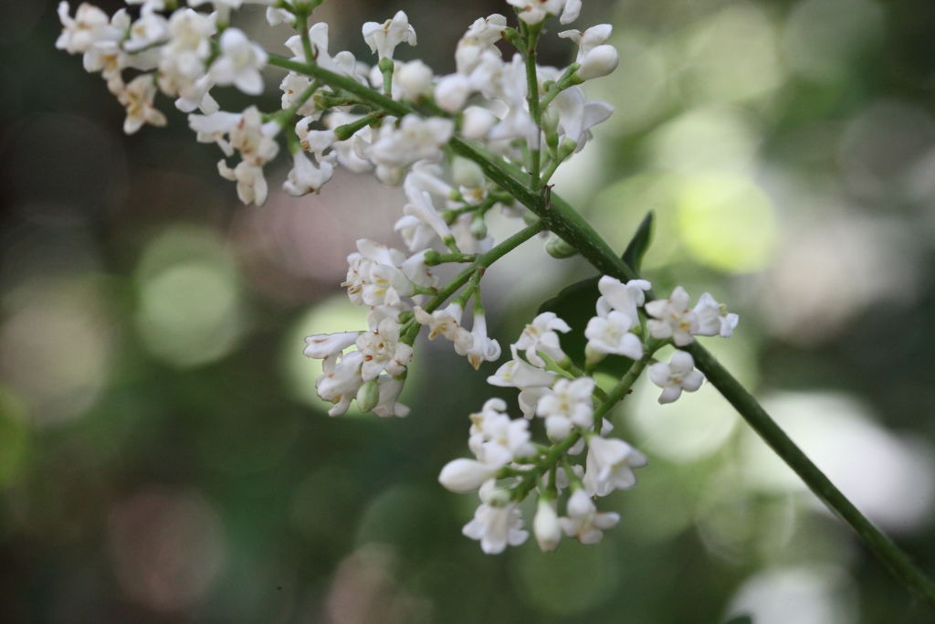 Ligustrum vulgare