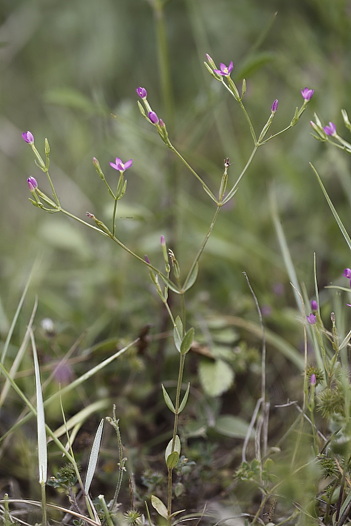 Centaurium pulchellum / Centauro elegante