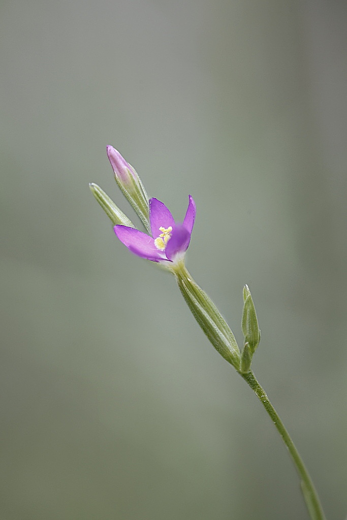 Centaurium pulchellum / Centauro elegante