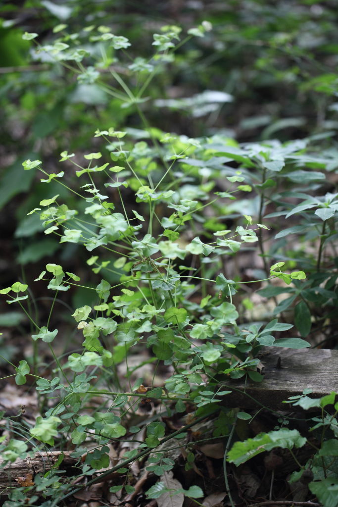 Euphorbia  amygdaloides