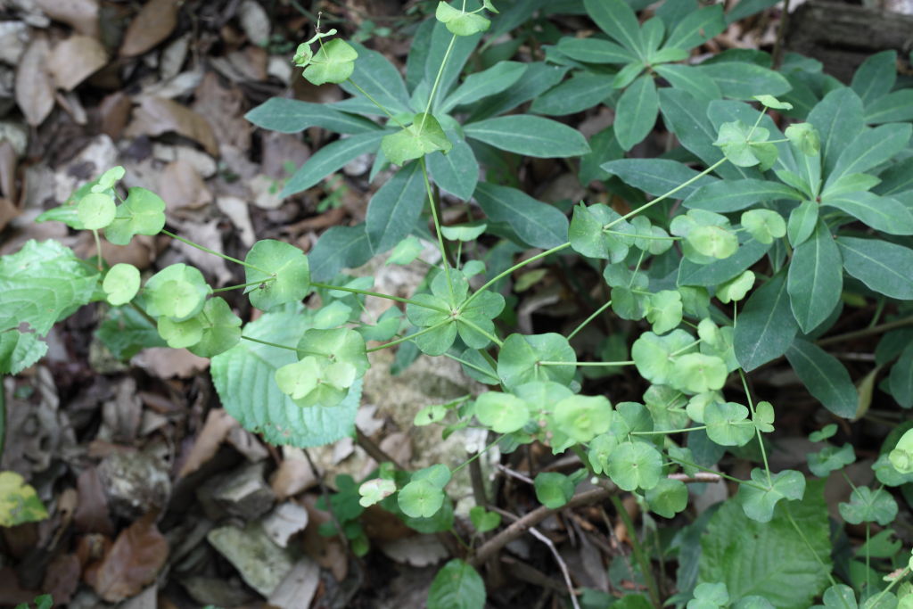 Euphorbia  amygdaloides