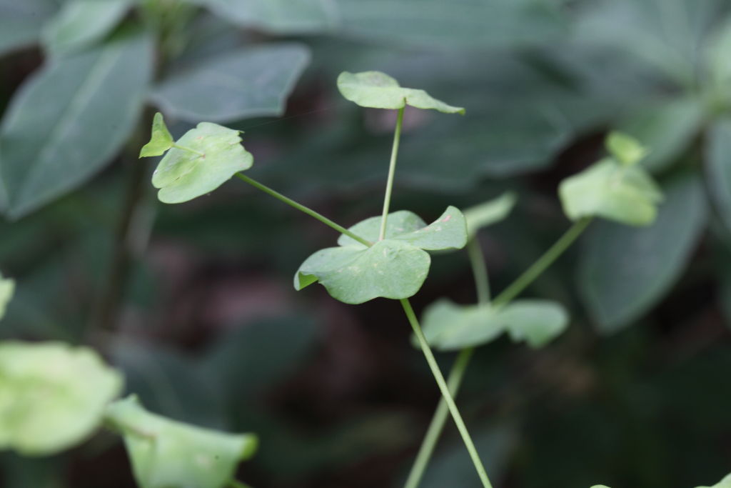 Euphorbia  amygdaloides