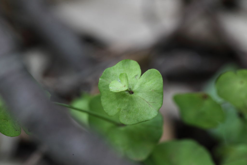 Euphorbia  amygdaloides