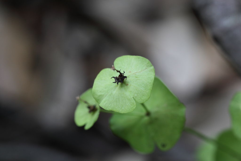 Euphorbia  amygdaloides