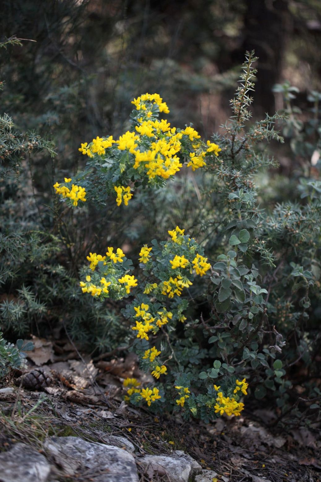 Fabacea : Coronilla valentina