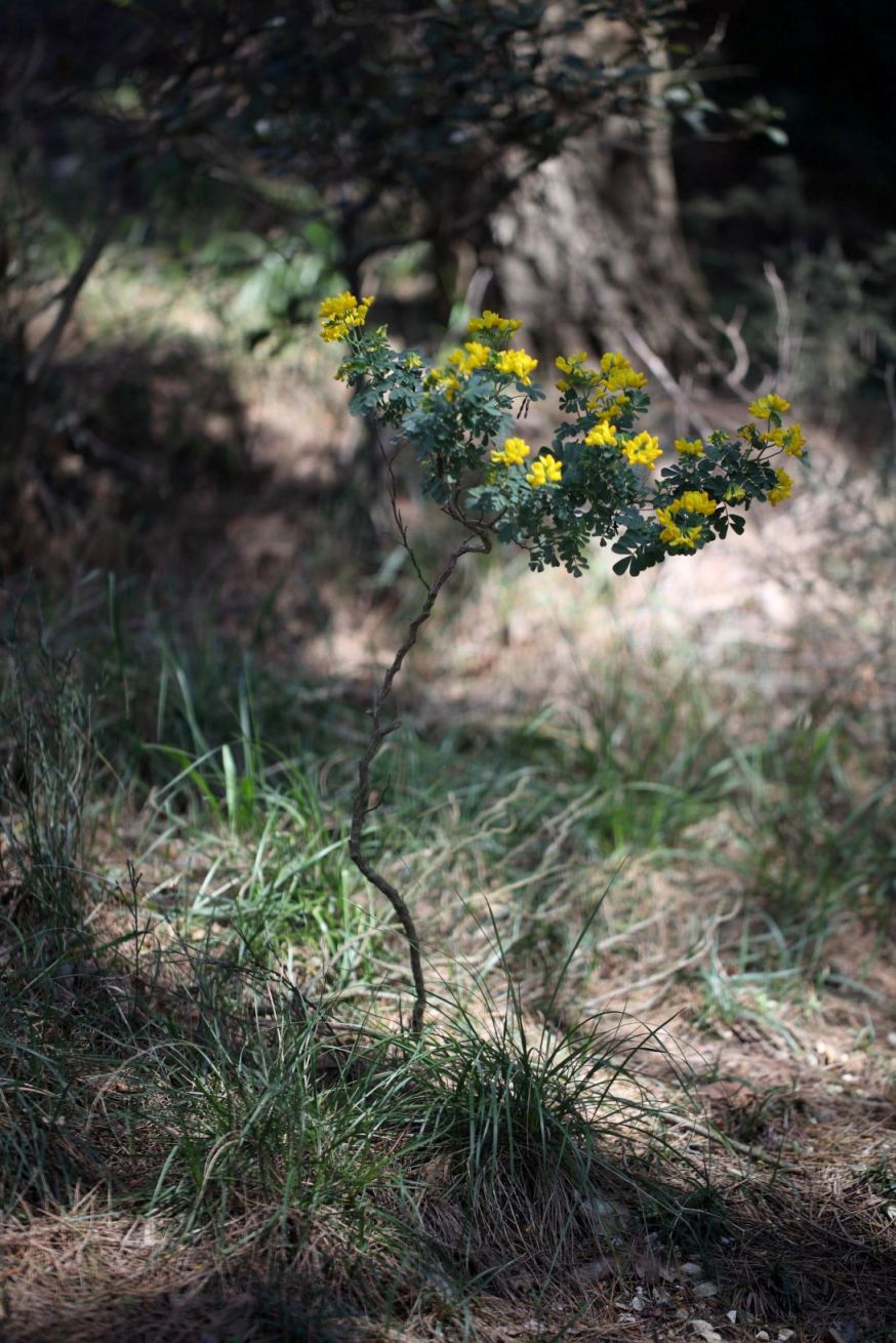 Fabacea : Coronilla valentina