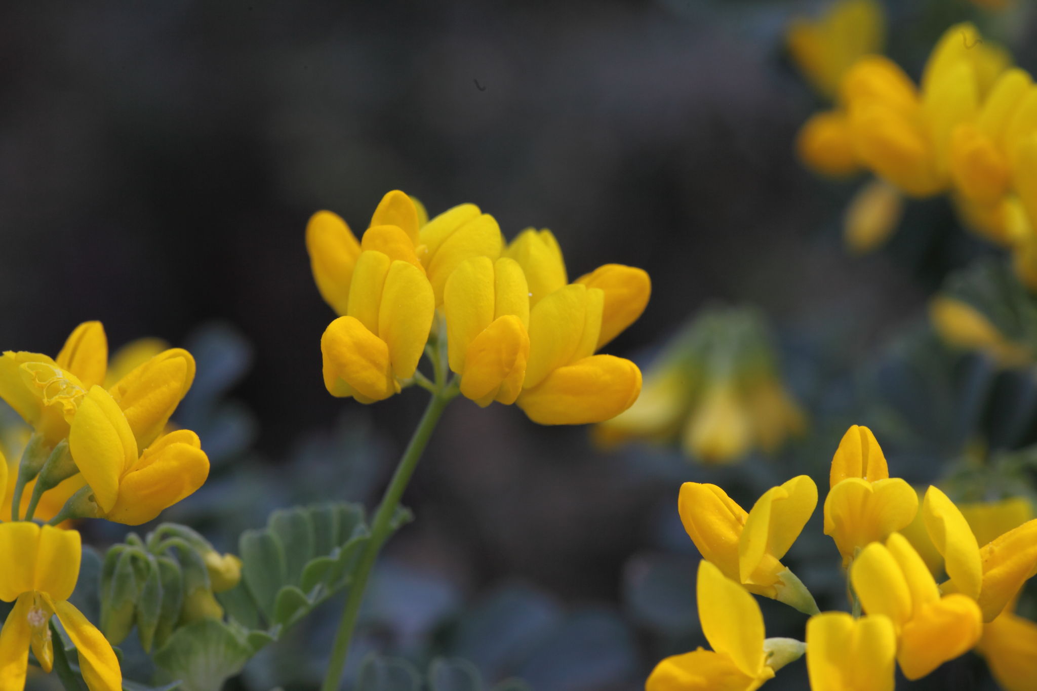 Fabacea : Coronilla valentina