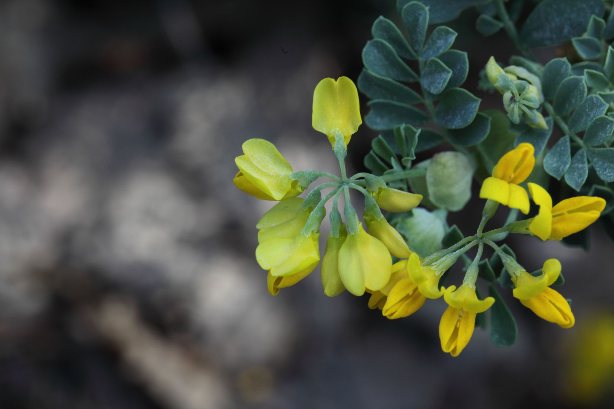 Fabacea : Coronilla valentina