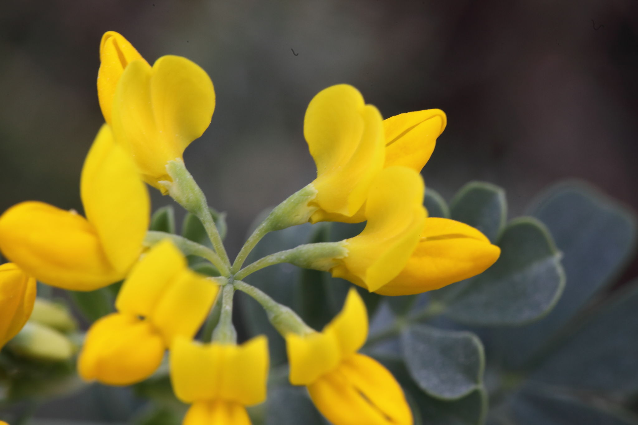 Fabacea : Coronilla valentina