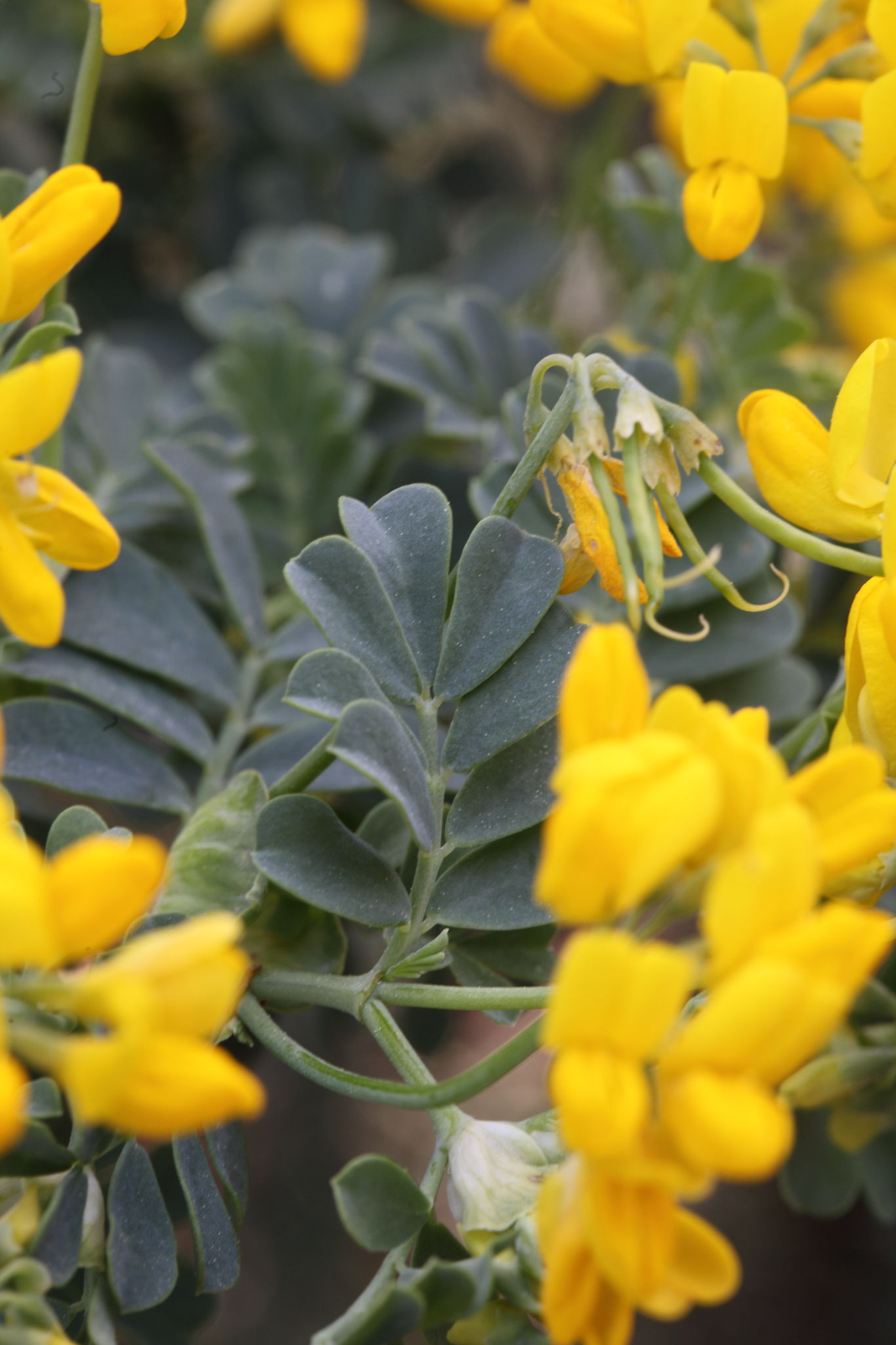 Fabacea : Coronilla valentina