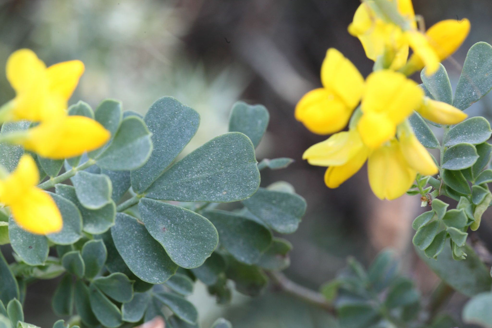 Fabacea : Coronilla valentina