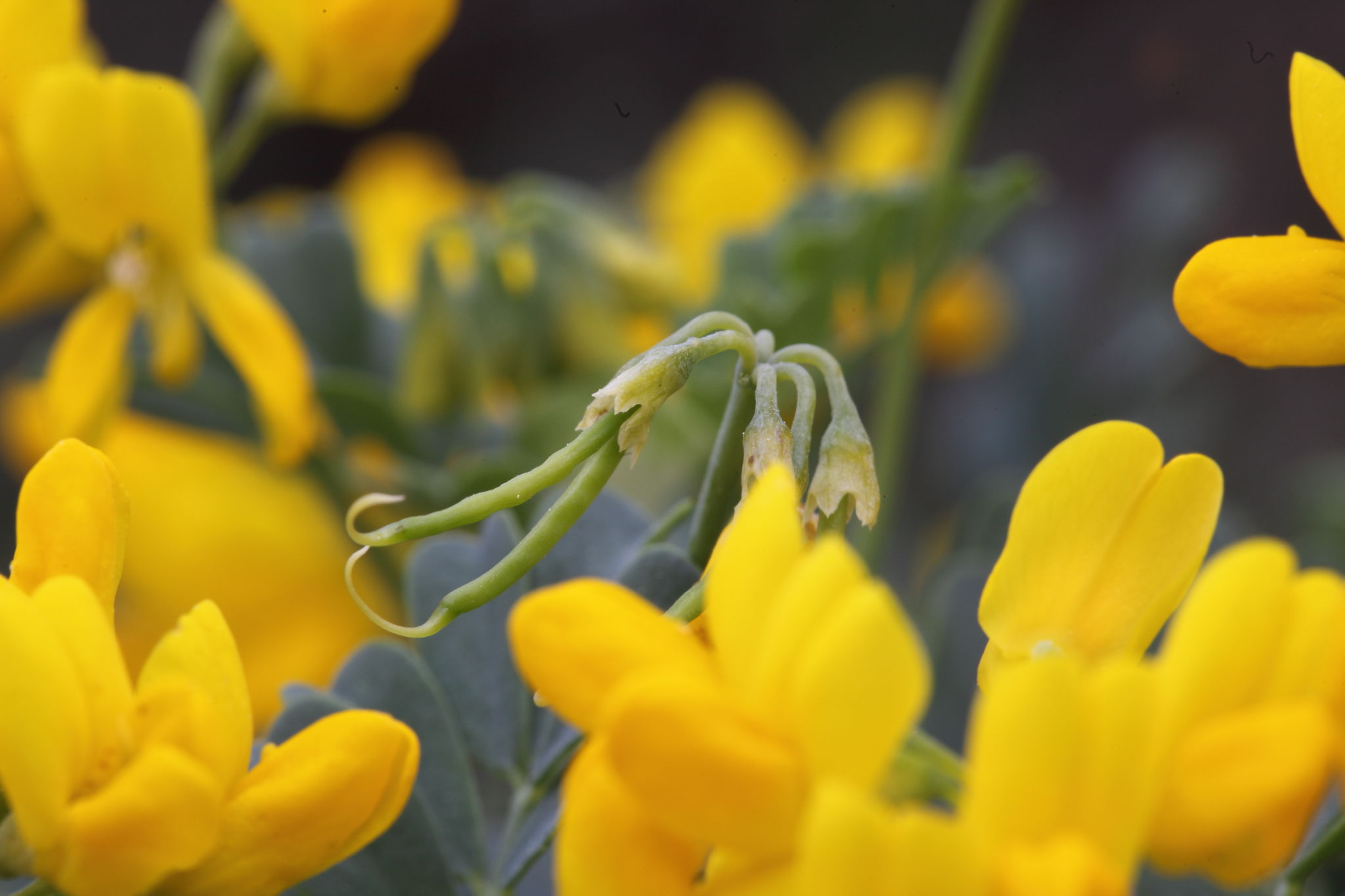 Fabacea : Coronilla valentina