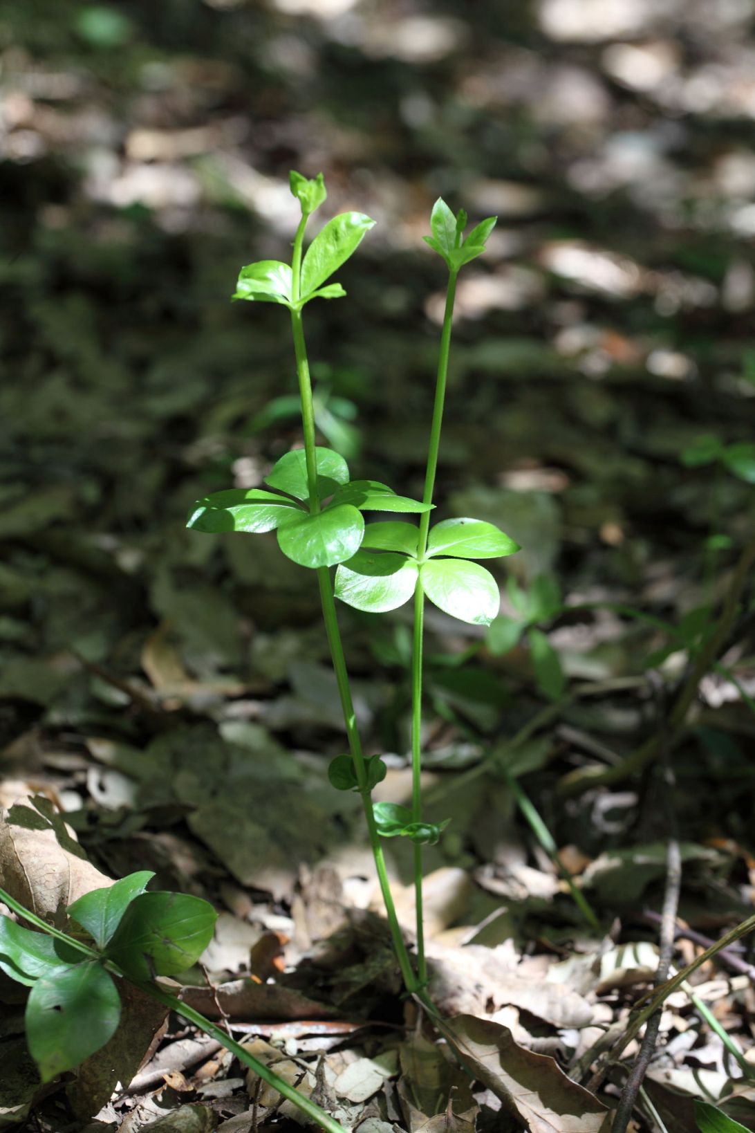 Da determinare - Rubiaceae