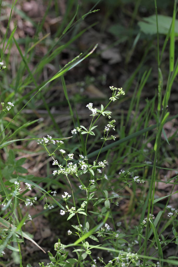 Asperula laevigata / Stellina esile