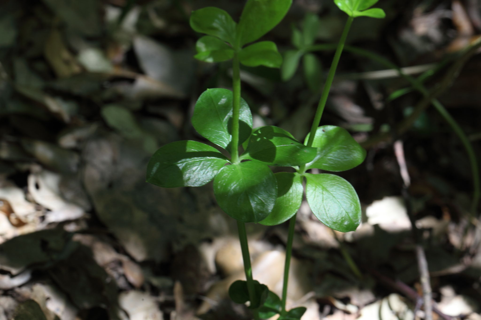 Da determinare - Rubiaceae