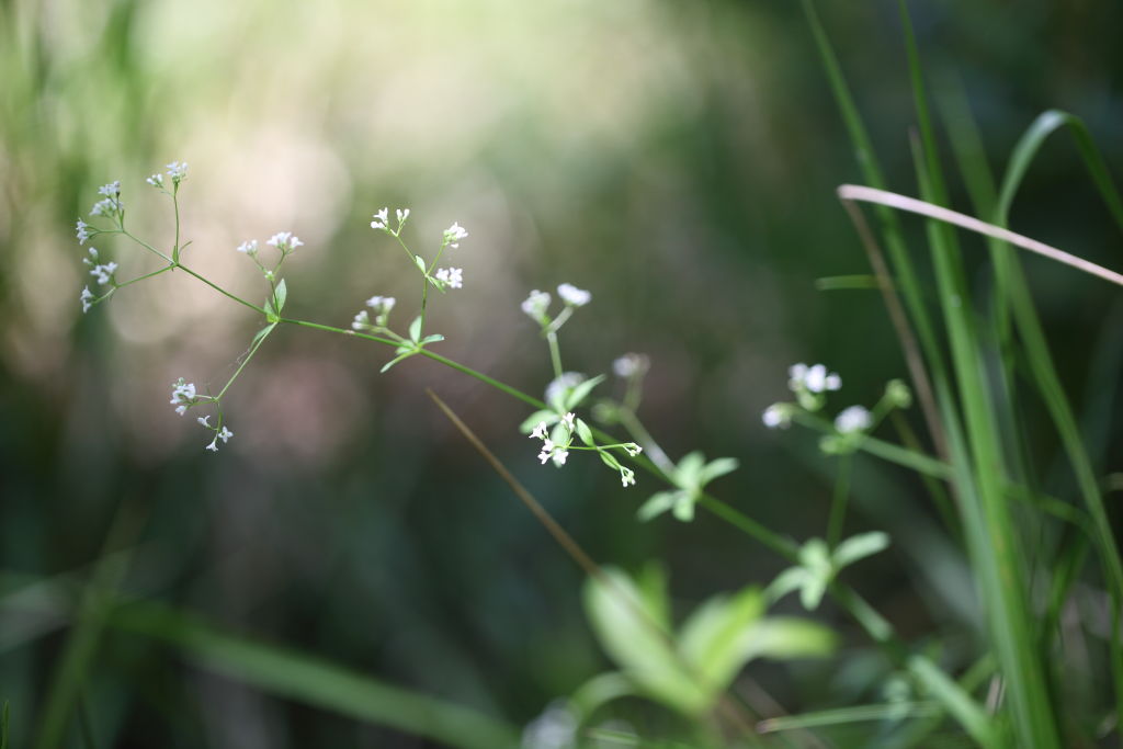 Asperula laevigata / Stellina esile