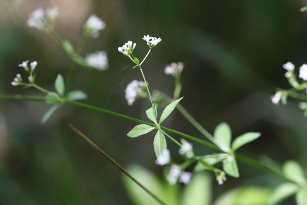 Asperula laevigata / Stellina esile