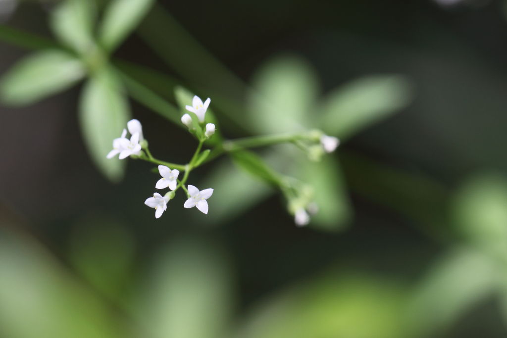 Asperula laevigata / Stellina esile