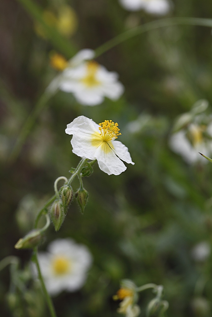 Helianthemum ....