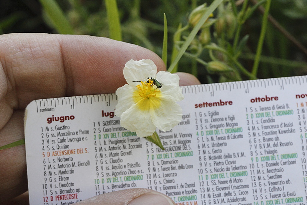 Helianthemum ....