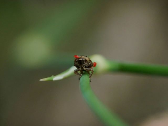 Cicalina infestata da acari