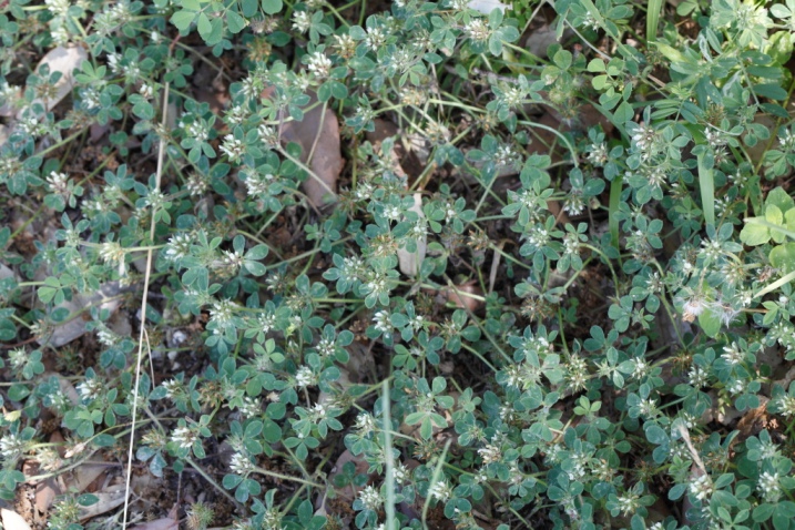 Trifolium scabrum / Trifoglio scabro