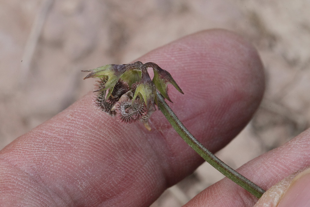 Scorpiurus subvillosus / Erba-Lombrica pelosetta